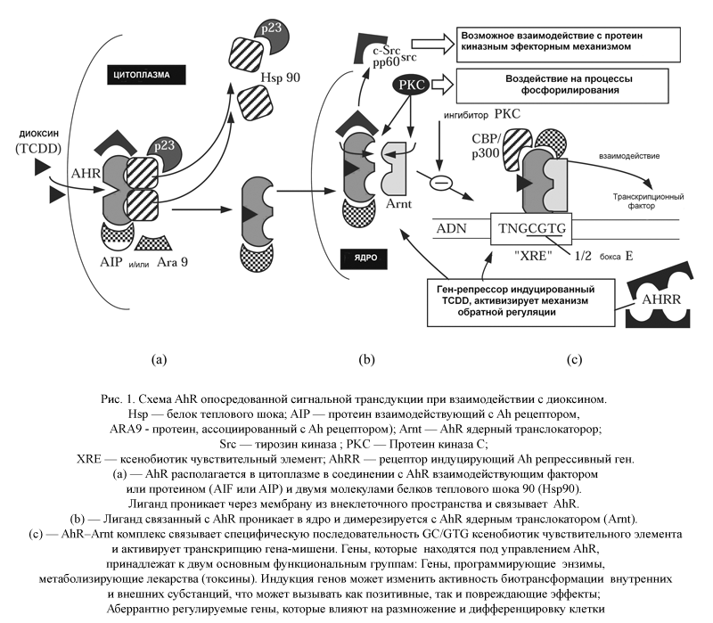 Модель активации AhR и взаимодействия с геномом клетки 