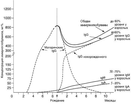 Динамика материнских и собственных иммуноглобулинов сыворотки крови