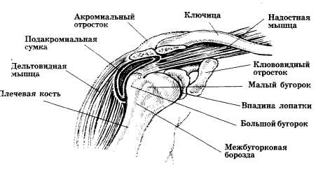 Плечевой сустав (вид спереди): пальпируемые ориентиры