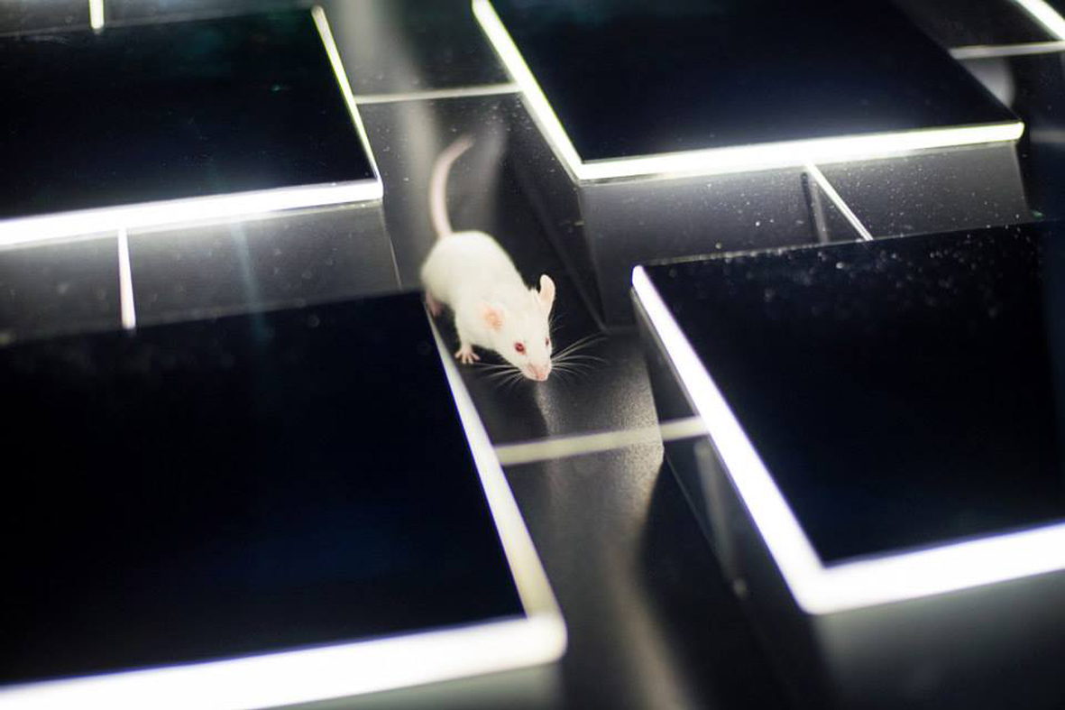 А вот у старых лабораторных мышек  прекрасно улучшилась память и находить выход из лабиринта стало проще простого