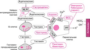 Регуляция секреции соляной кислоты и место приложения действия блокаторов секреции и антацидов