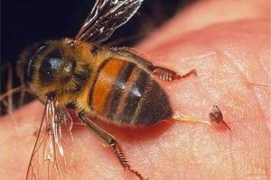 Инсектная аллергия: осы пчелы и другие; Инсектная аллергия: реакция на укусы перепончатокрылых