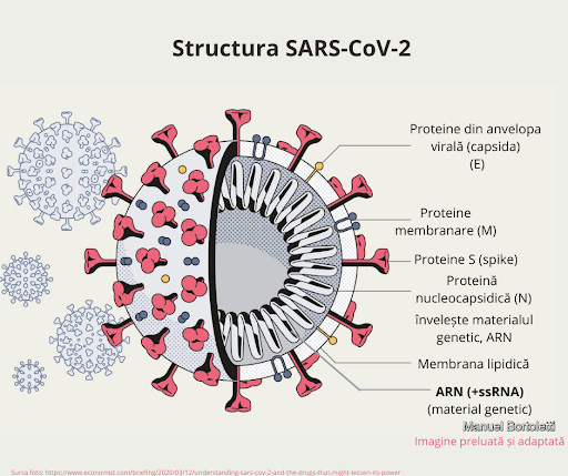Що таке коронавірус? Новітня історія захворювань МедПросвіта